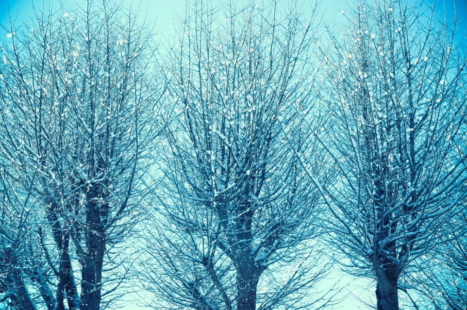 a couple of trees that are covered in snow